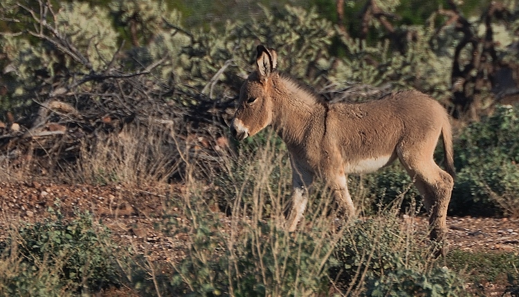 baby burro, chocolate brown